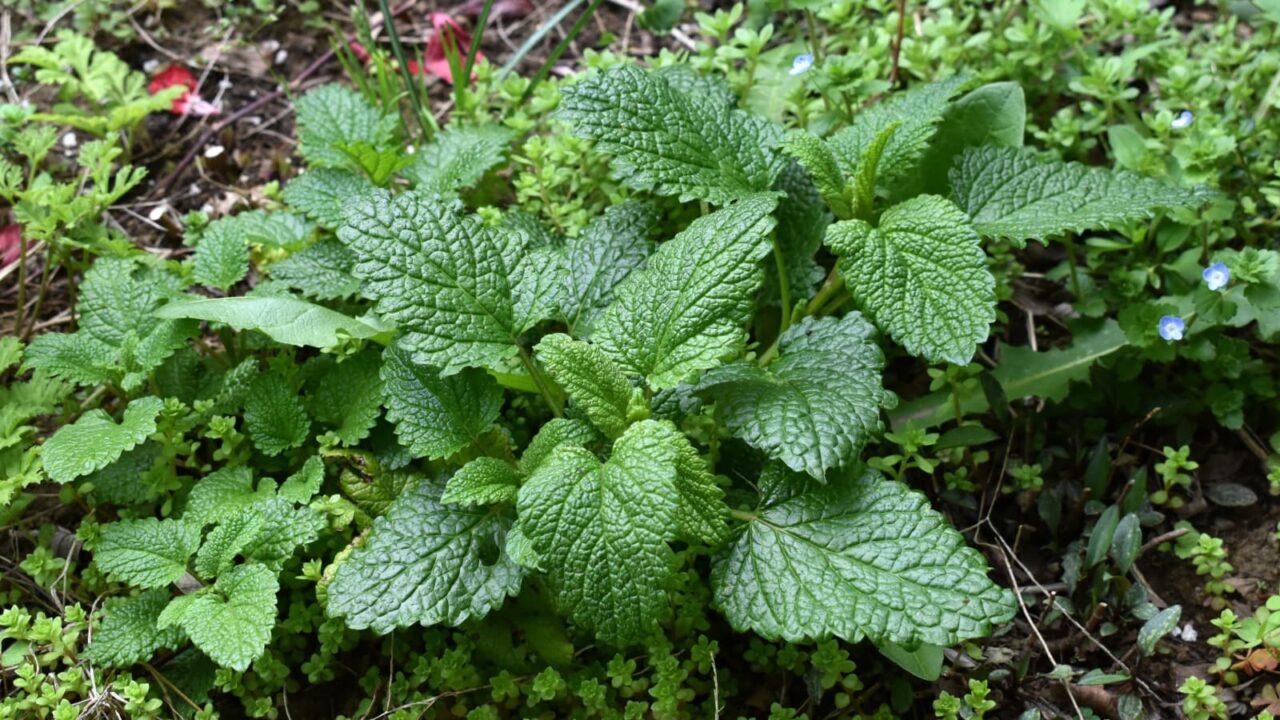 レモンバーム2-20210325