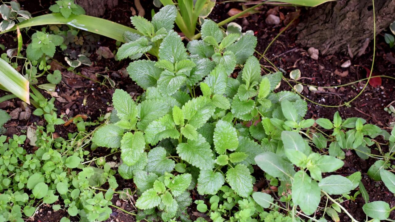 レモンバーム2-20210330