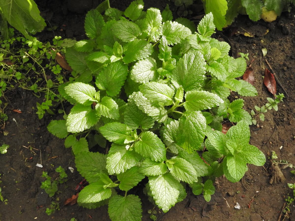 レモンバーム20180406