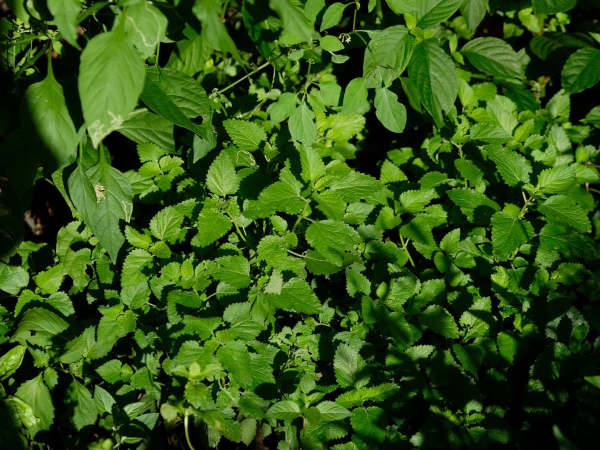 レモンバーム20180819