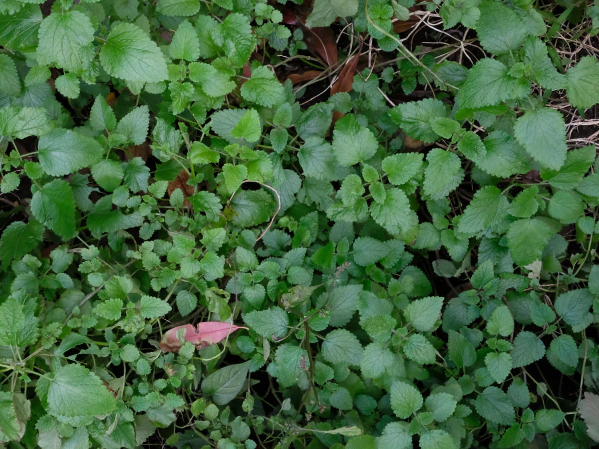 レモンバーム20181028