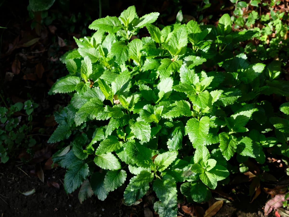 レモンバーム20190420