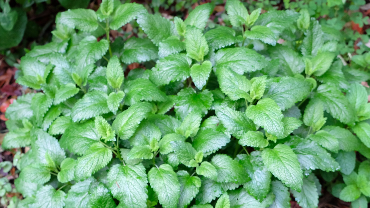 レモンバーム2019アイキャッチ画像