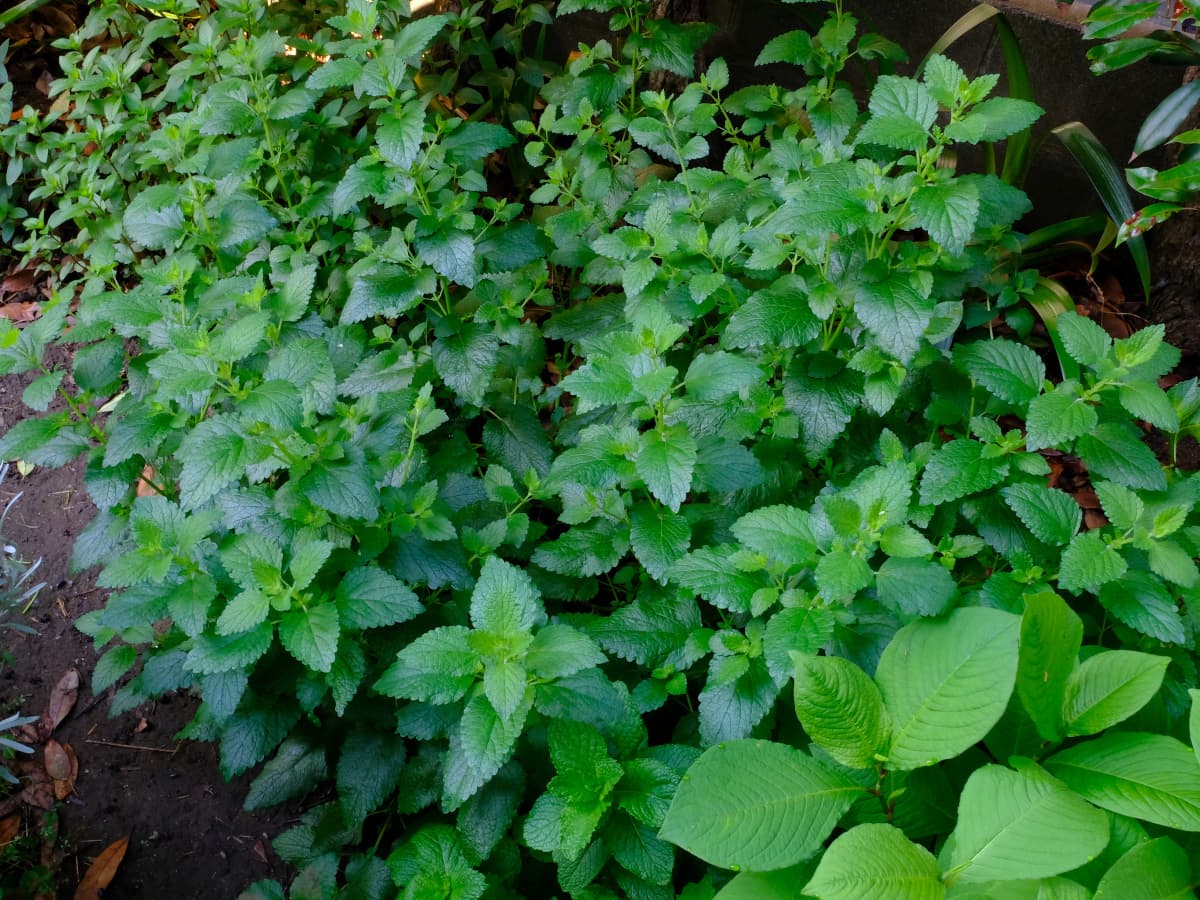 レモンバーム20190526-1