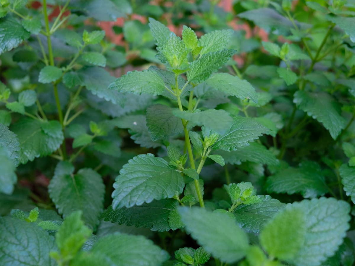 レモンバーム20190526-2