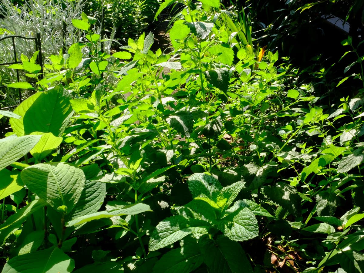 レモンバーム20190526-3