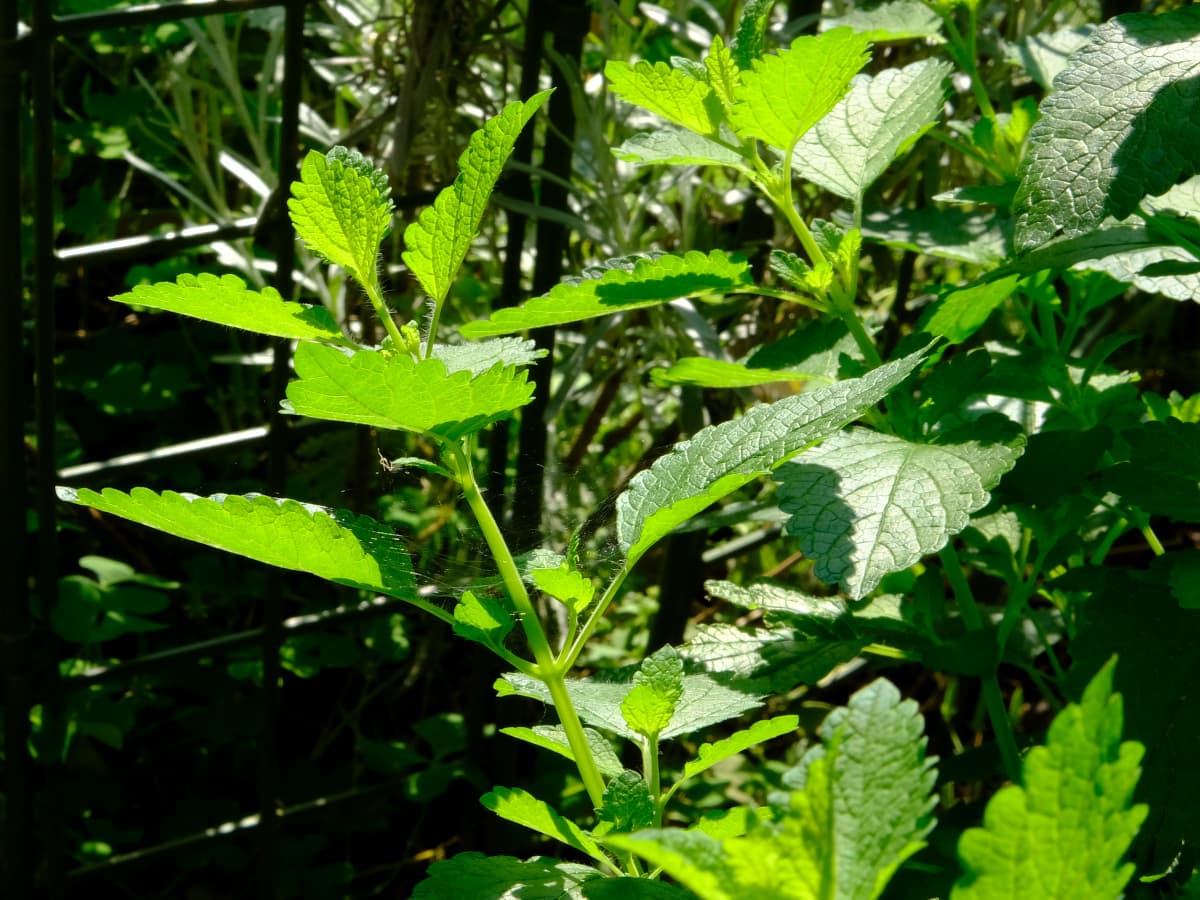 レモンバーム20190526-4