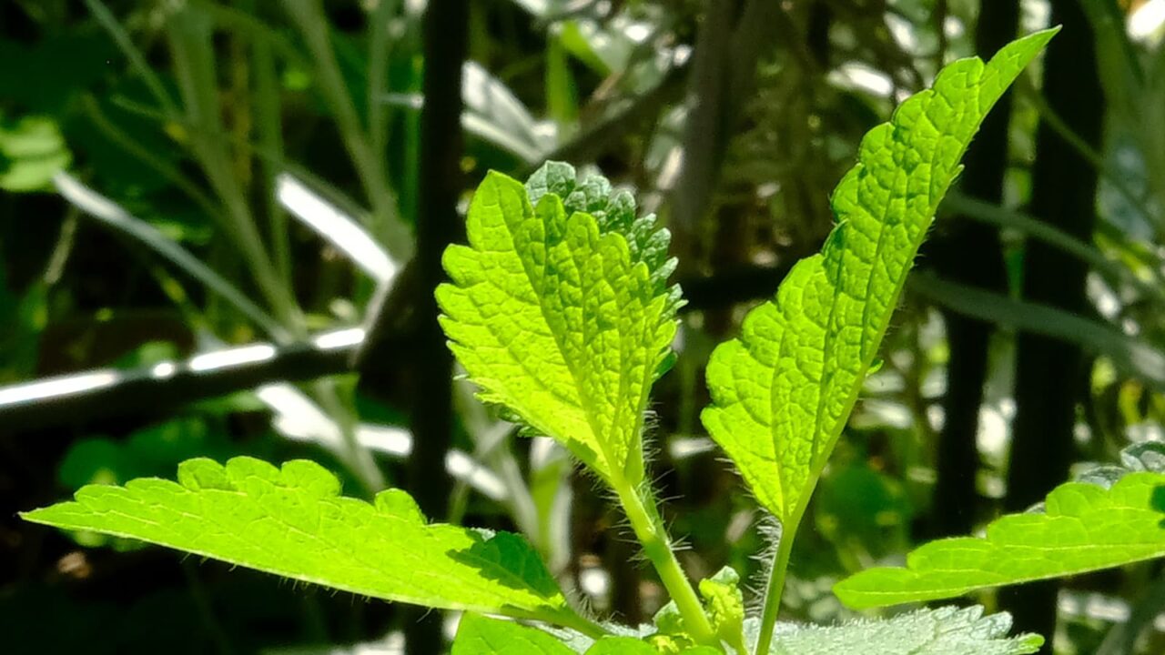 透過光で美しいレモンバームの葉20190526-5