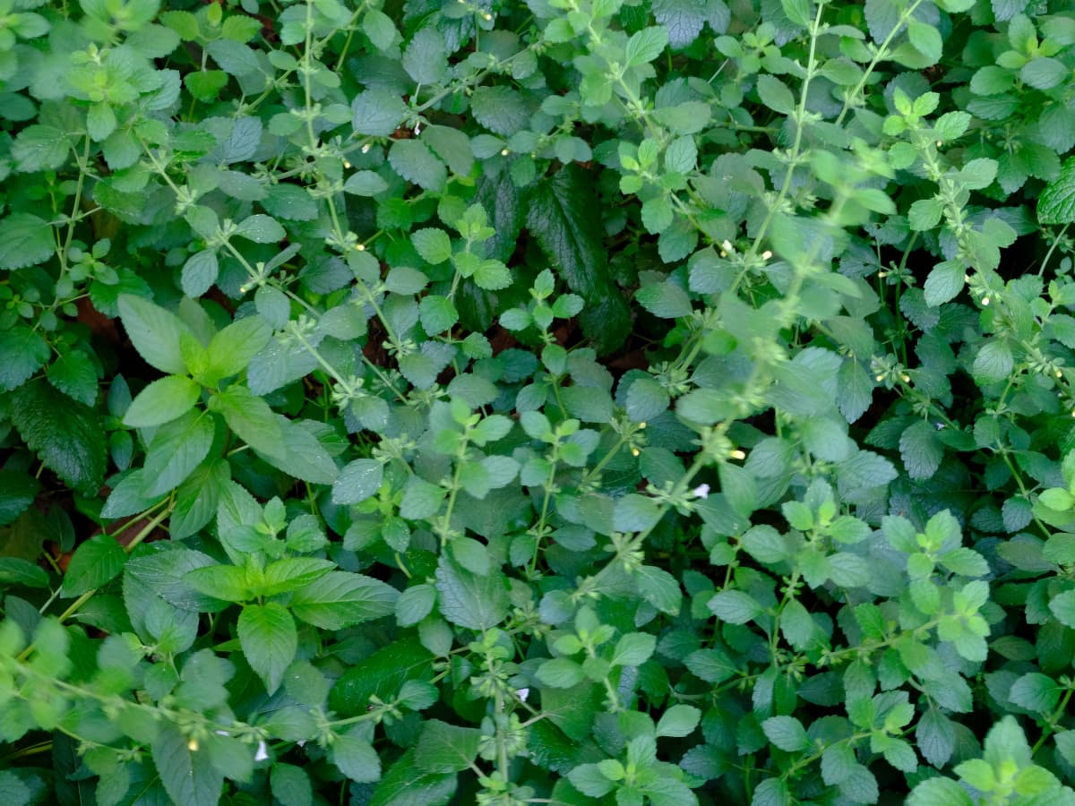 レモンバーム20190627