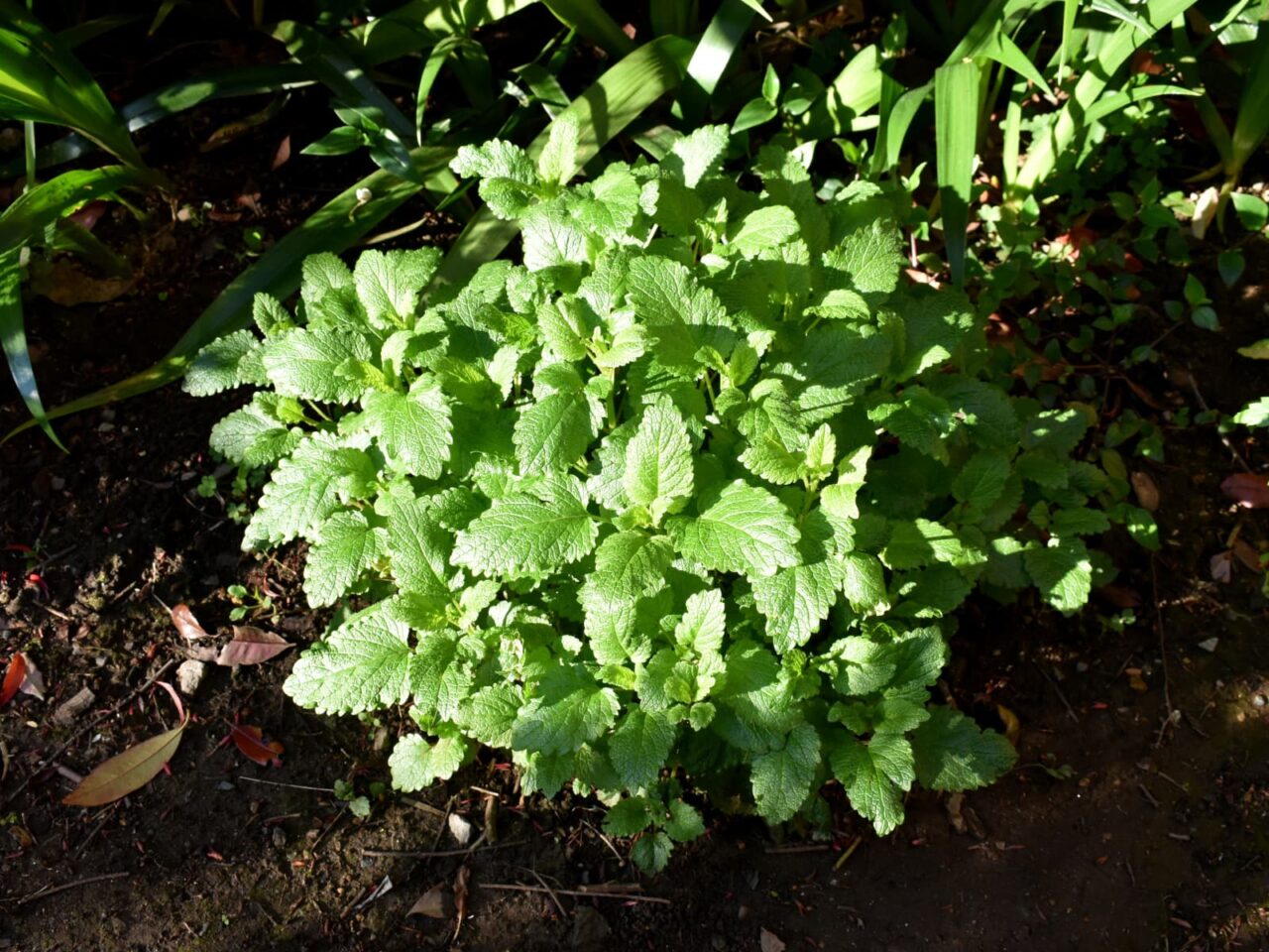 レモンバーム20200406