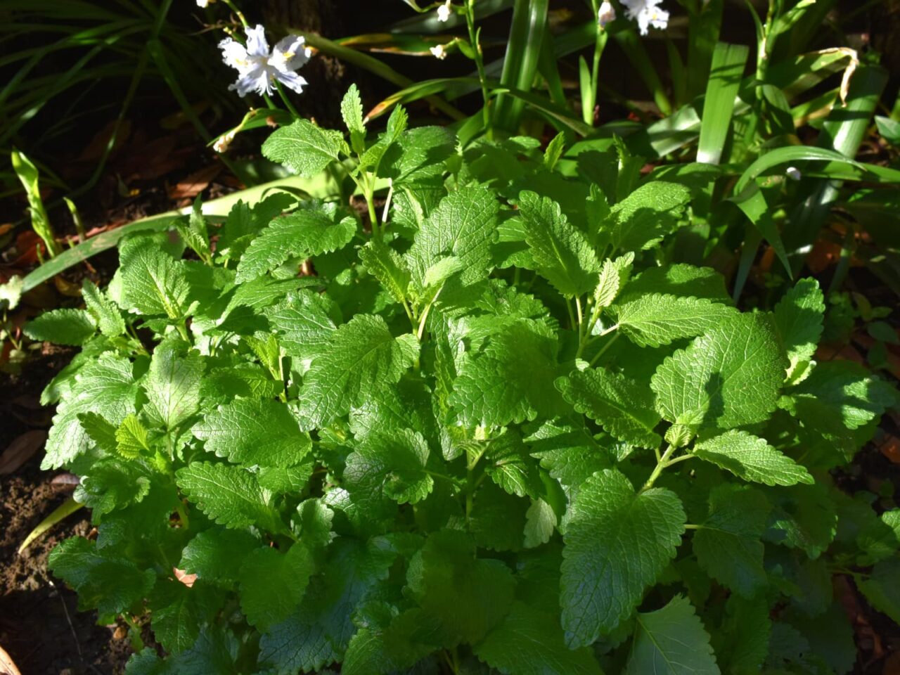 レモンバーム20200419