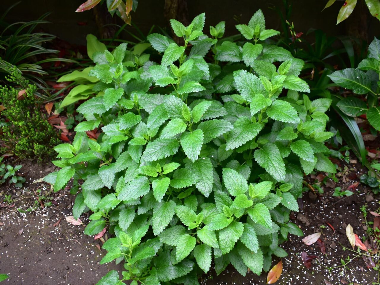 レモンバーム20200506