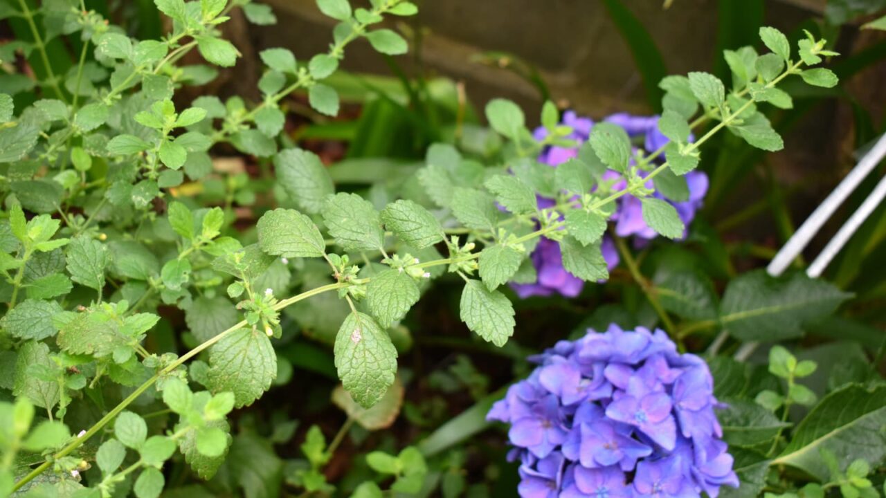 レモンバームの花20200627