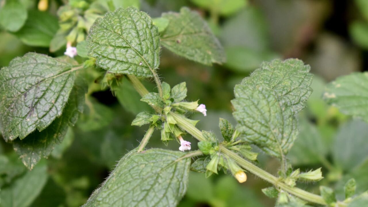 レモンバームの花20200627（拡大）