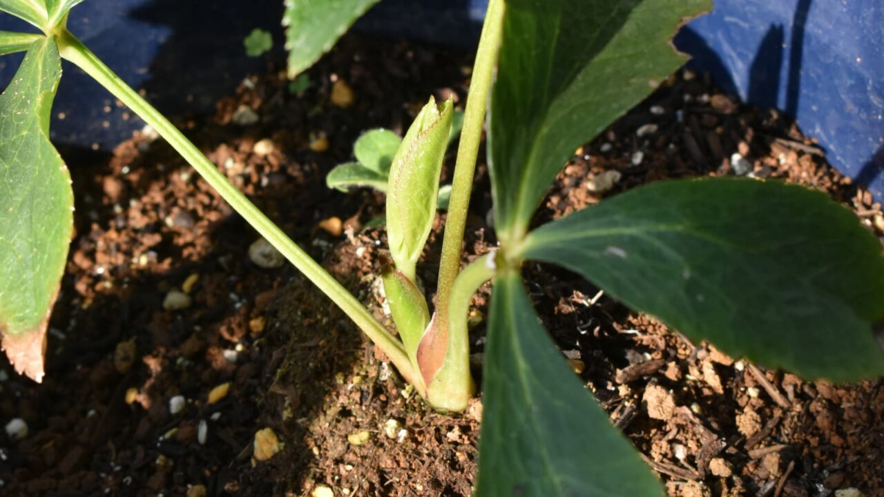 レンテンローズ新芽20230316