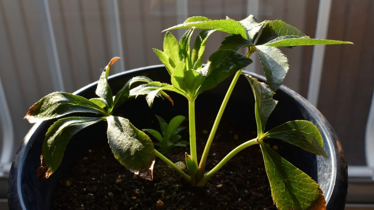 レンテンローズ20230322-1