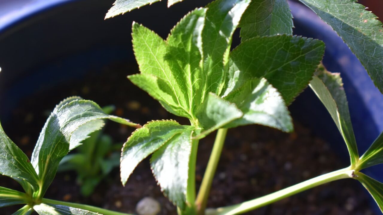 レンテンローズ20230322-2