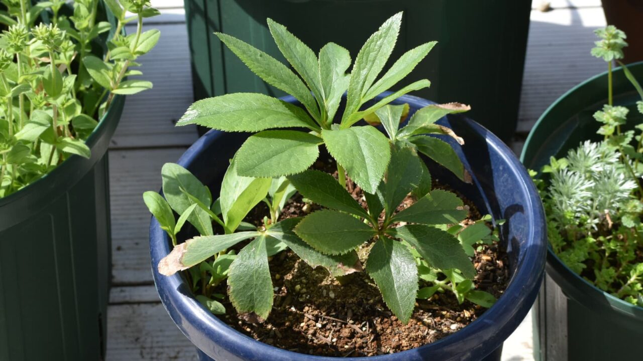 レンテンローズ20230329