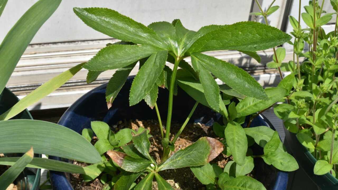 レンテンローズ20230401