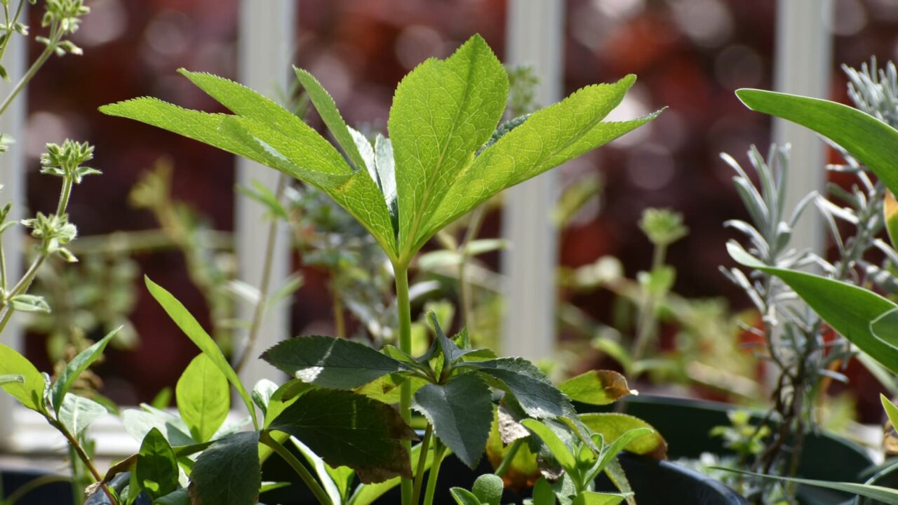 レンテンローズ20230402