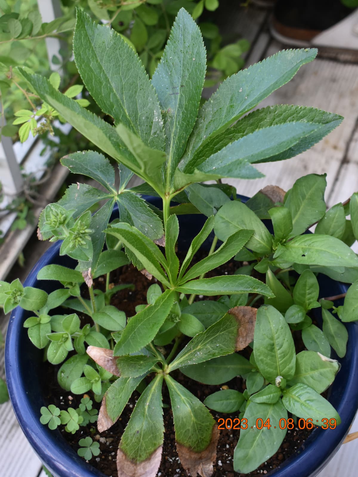 レンテンローズ20230408