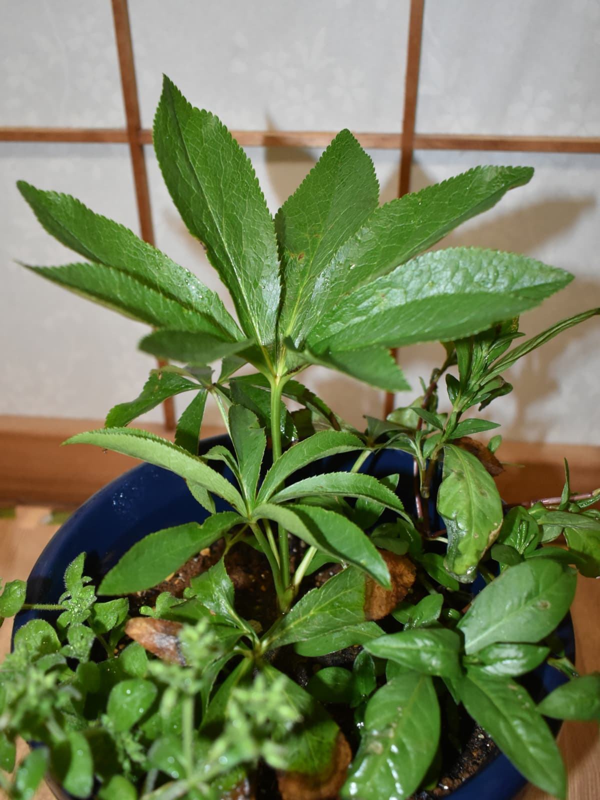 レンテンローズ20230415