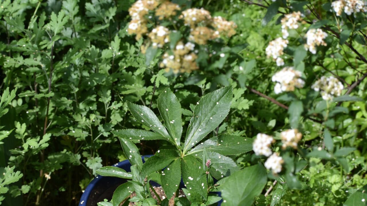 レンテンローズ20230423