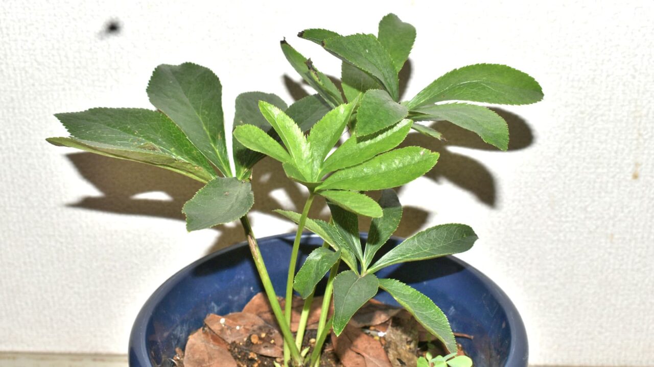 レンテンローズ20230702