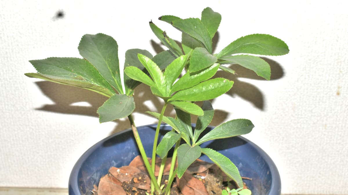 レンテンローズ202307（キャッチ画像）