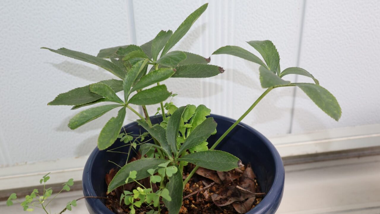 レンテンローズ20231004-1