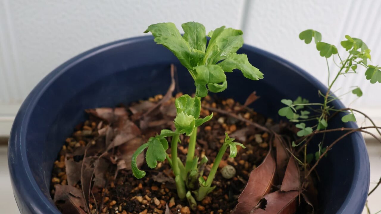 レンテンローズ20231004-2