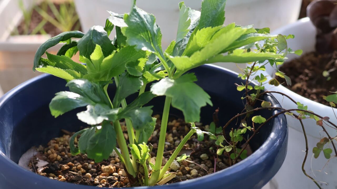 レンテンローズ20231023