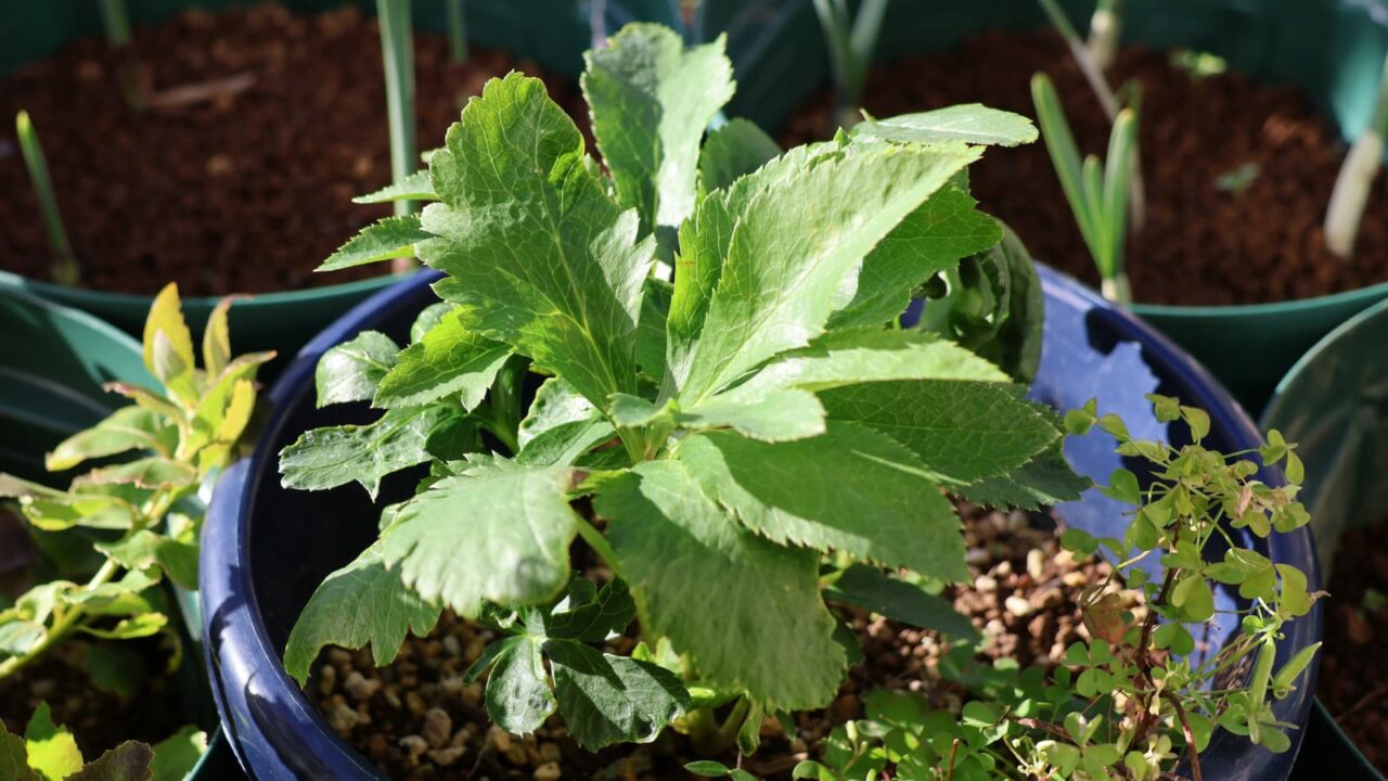 レンテンローズ20231114