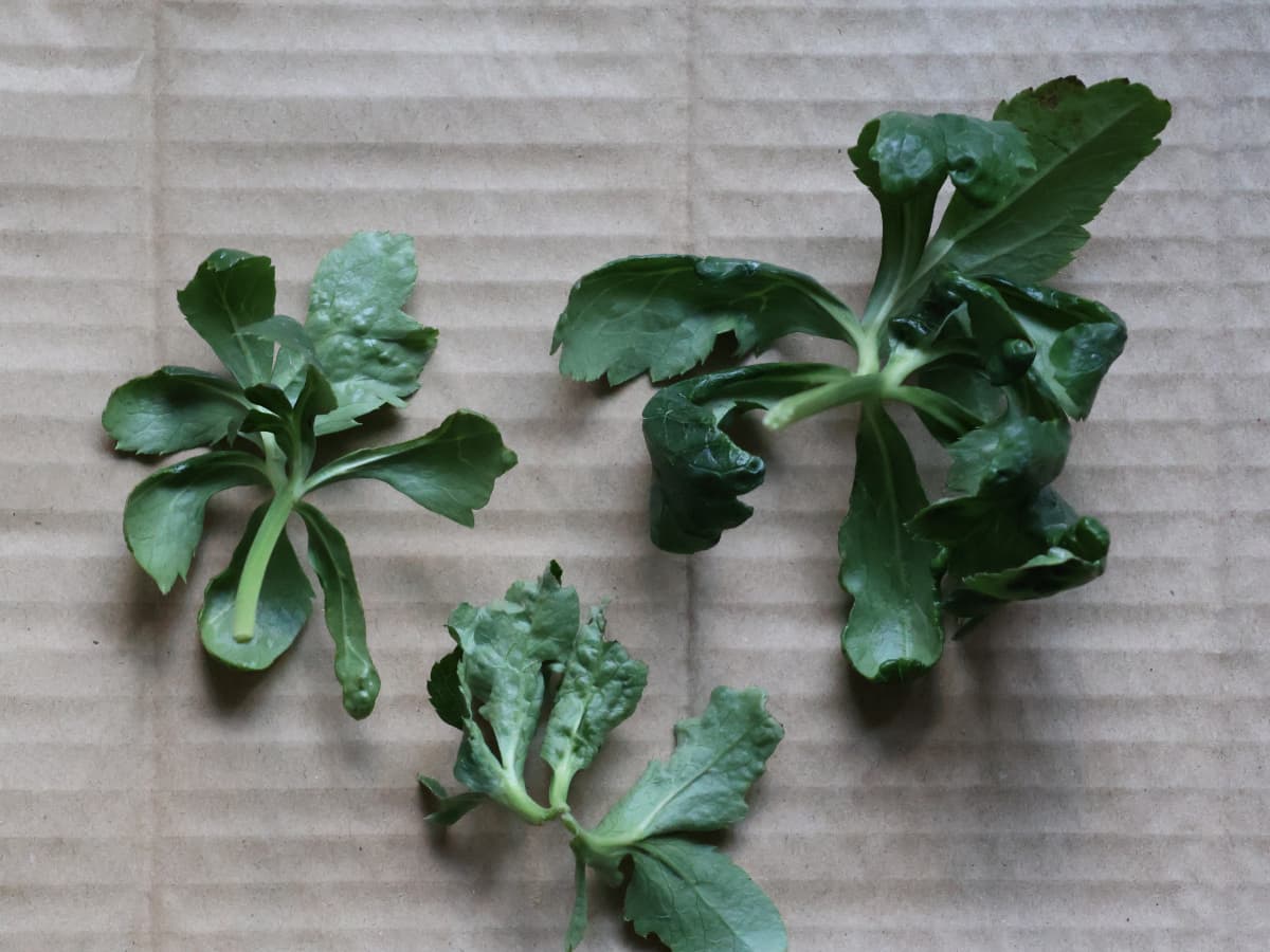 レンテンローズ病葉カット20231125-1