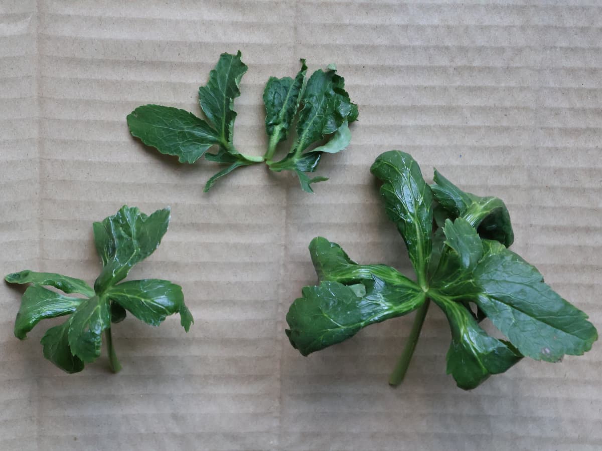 レンテンローズ病葉カット20231125-2