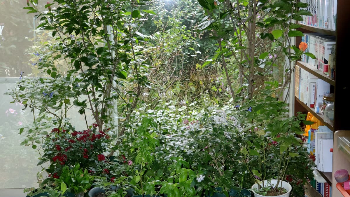 リビングに鉢入れ20251118