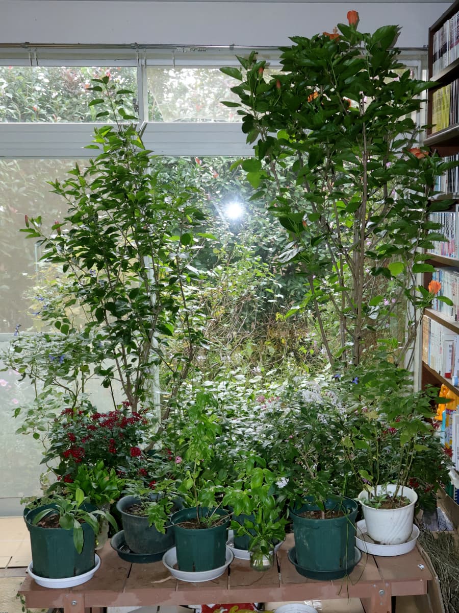 リビングの一角が花畑に