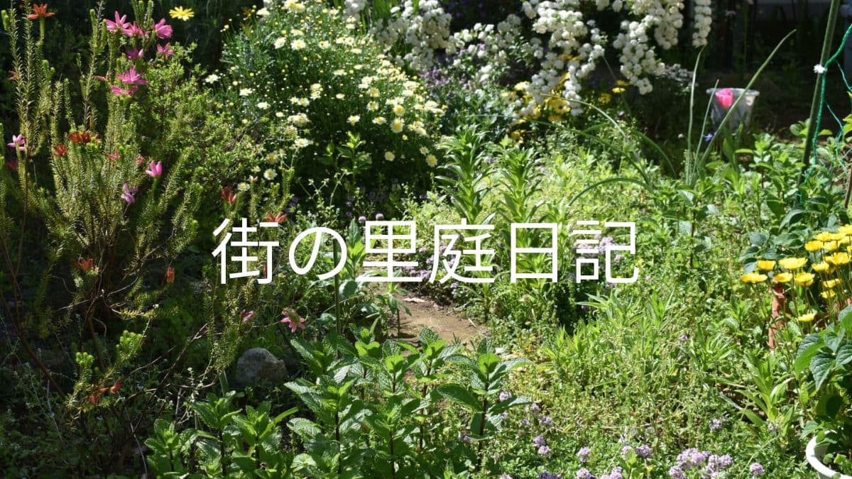 「街の里庭日記」記事16（キャッチ画像）