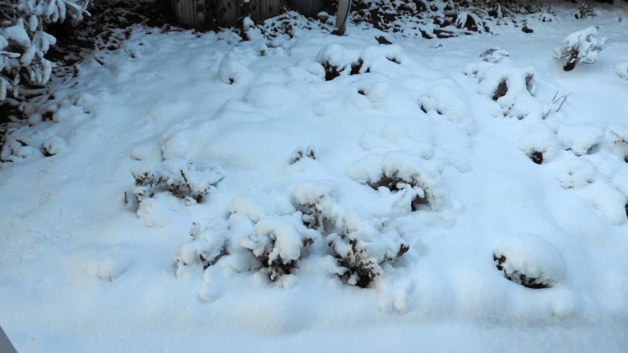 20180123雪の庭