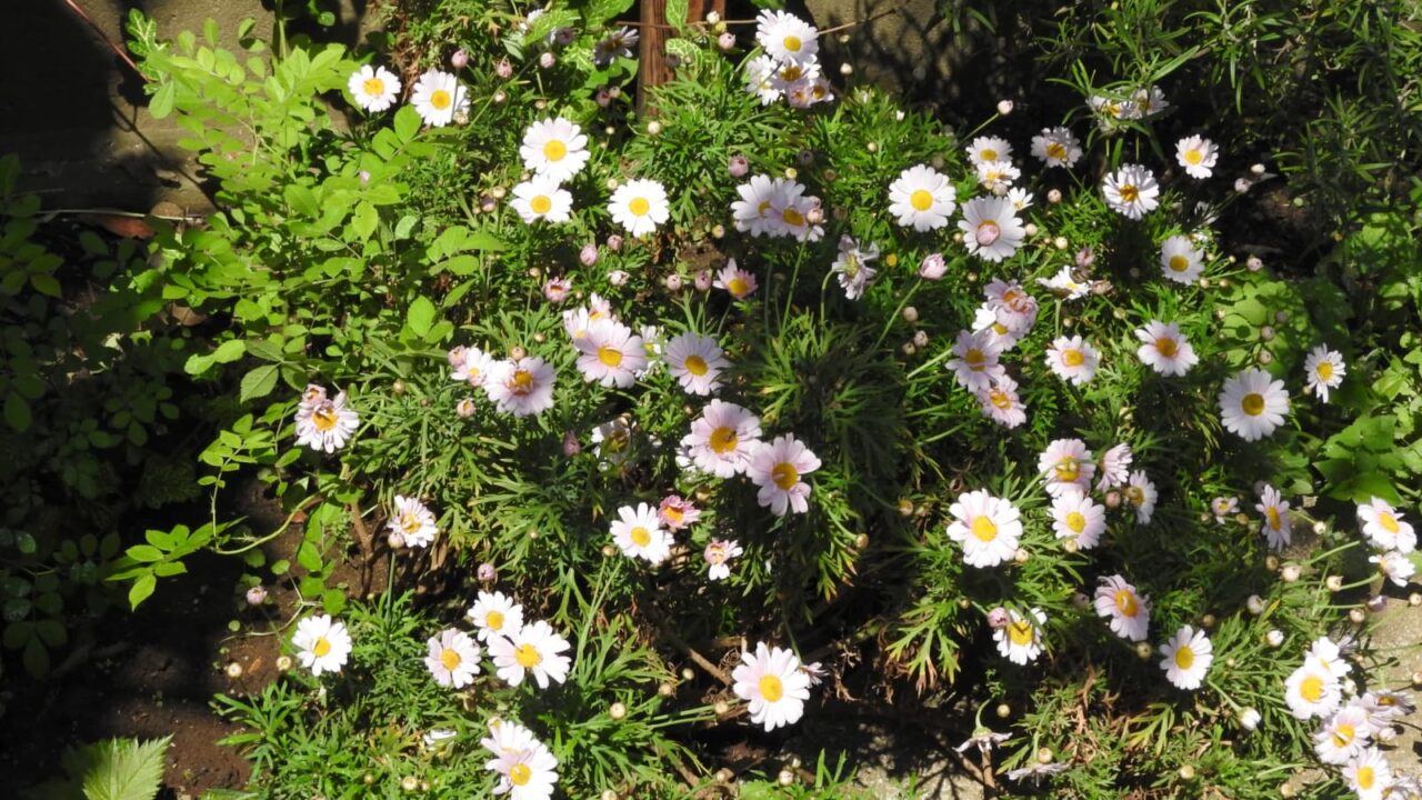 光と影のコントラストで美しいマーガレットの花20180420