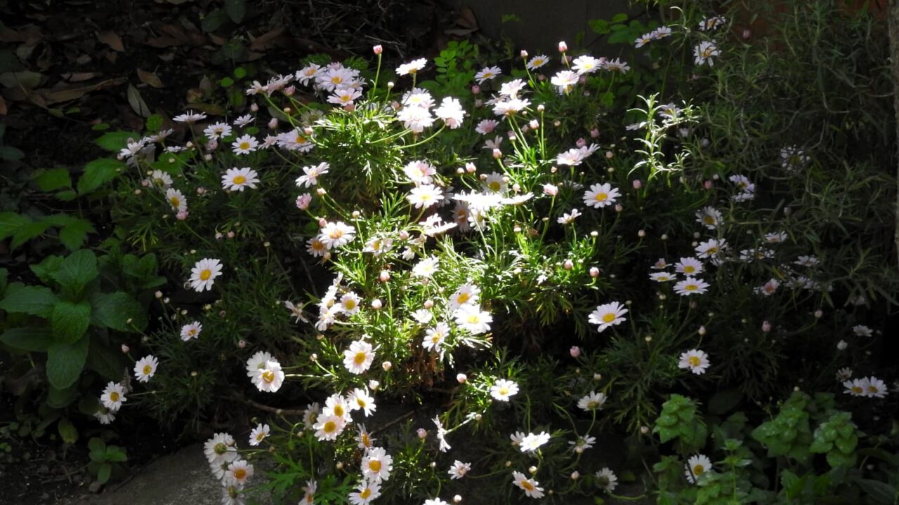 光と影のコントラストで美しいマーガレットの花20180421-1
