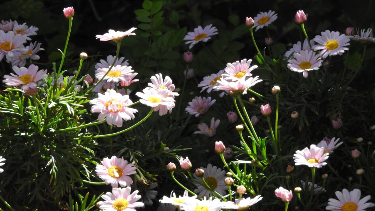 スポットライトの中のマーガレットの花20180421-4