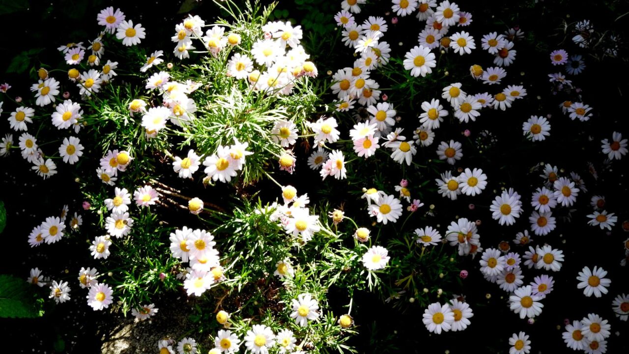 光と影のコントラストで美しいマーガレットの花20180429-2