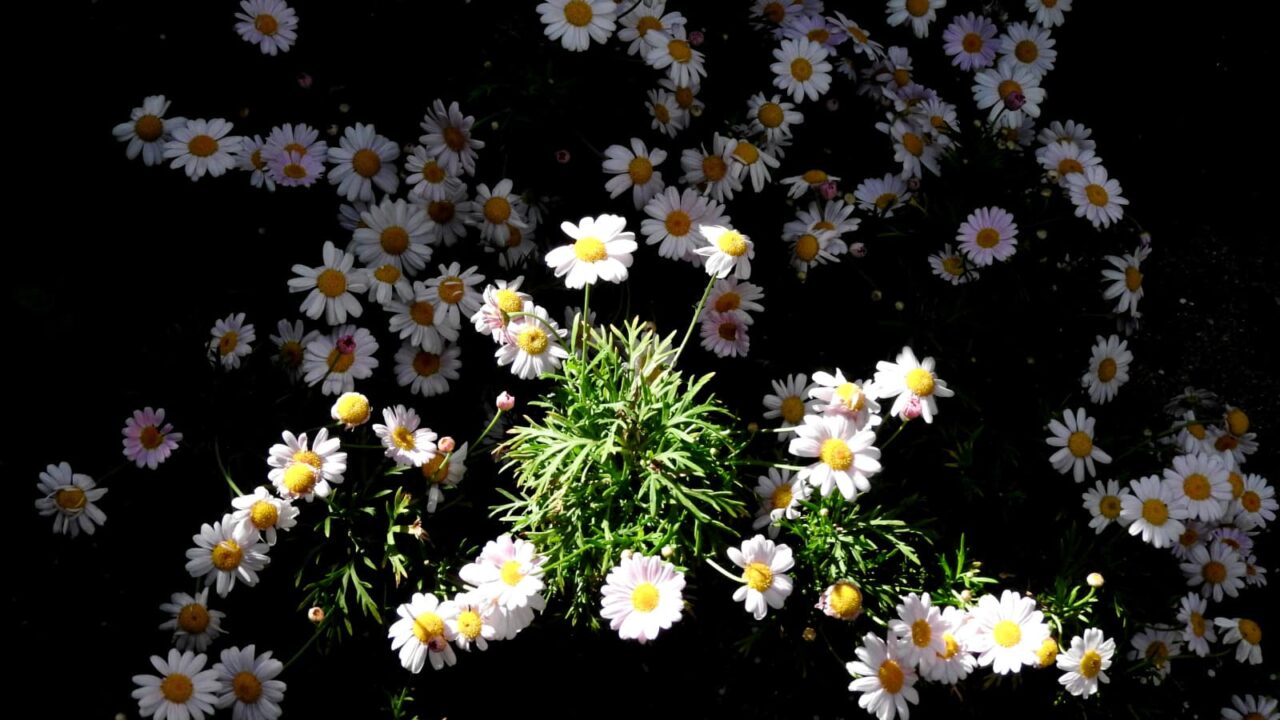 スポットライトの中のマーガレットの花20180429-3