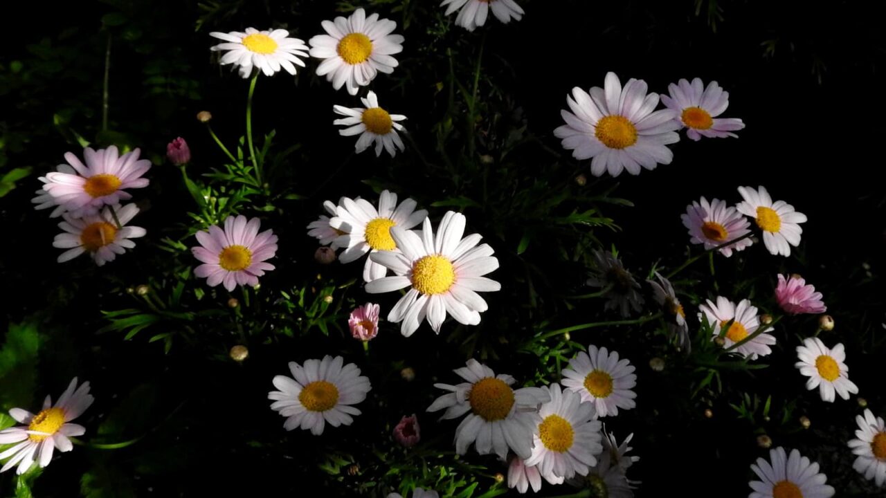 スポットライトの中のマーガレットの花20180430