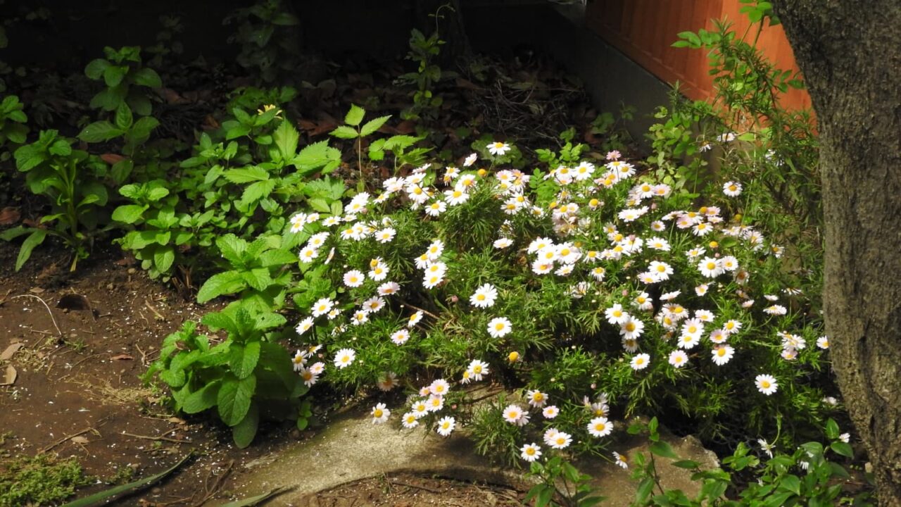 移植先のマーガレットの全容20180502