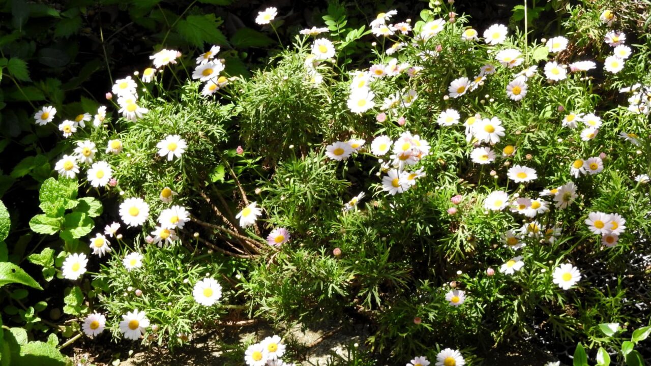 光と影のコントラストで美しいマーガレットの花20180505-1