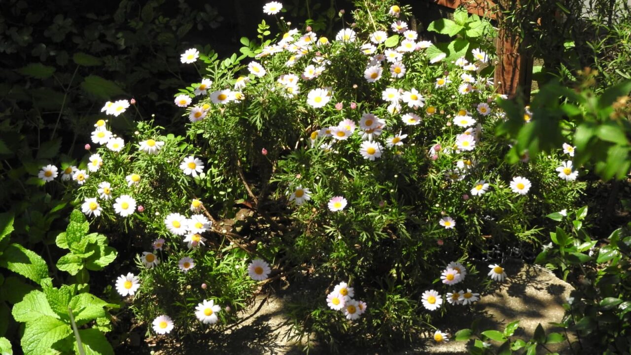 光と影のコントラストで美しいマーガレットの花20180505-2