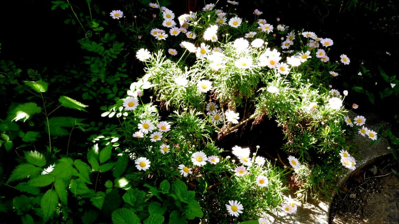 光と影のコントラストで美しいマーガレットの花20180506