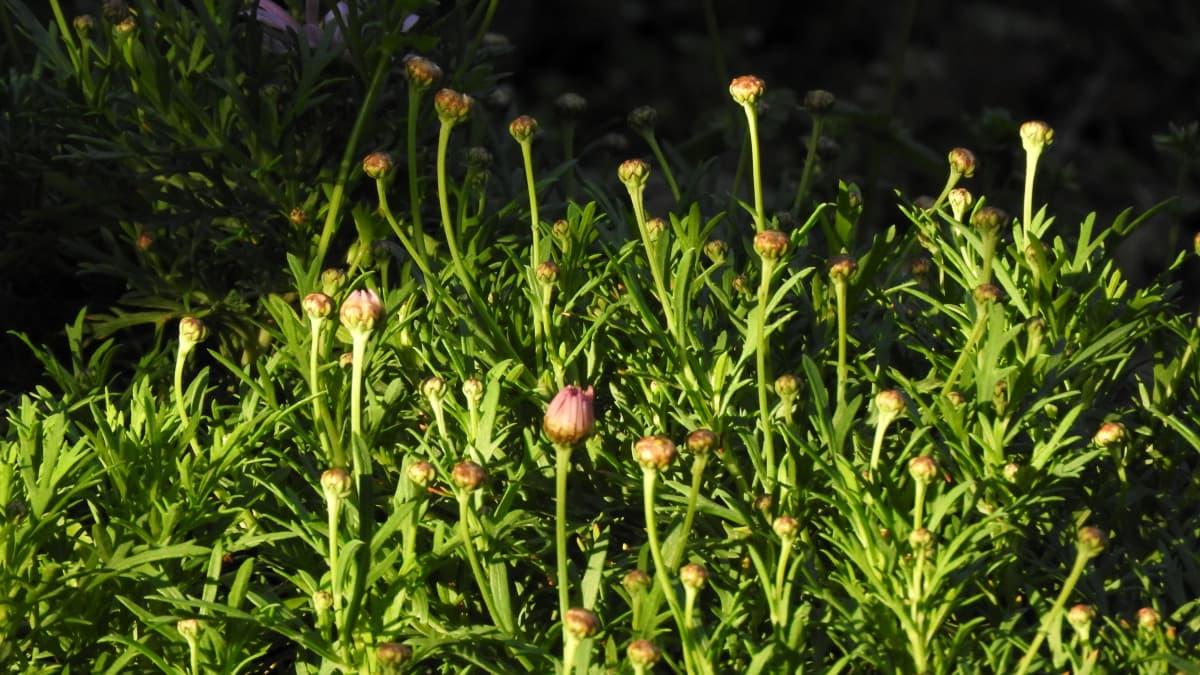 マーガレット20170414こぶしを突き上げる蕾たち